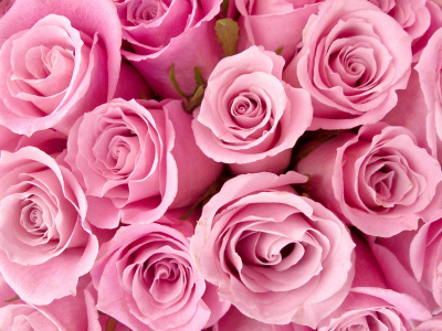 розовый,, Цветы, розовые, розы