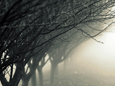 туман, природа, капли, Деревья, ночь