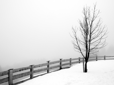 Зима, дерево, забор