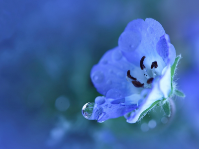 Цветок, маленький, лепестки, голубой, синий, растение