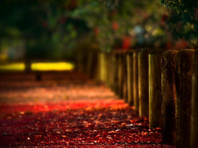 Макро, осень, деревья, красный, тень, дерево, листья