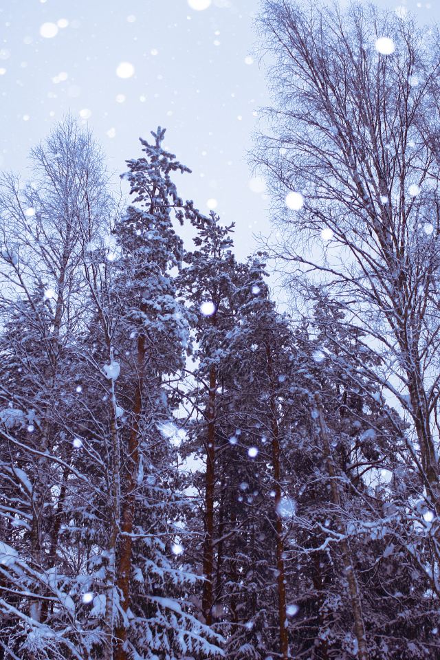 лес, деревья, Снег, обои, зима