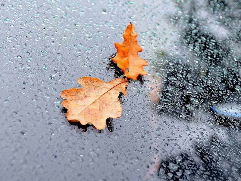 Стекло, осень, вода, листья, дождь, капли