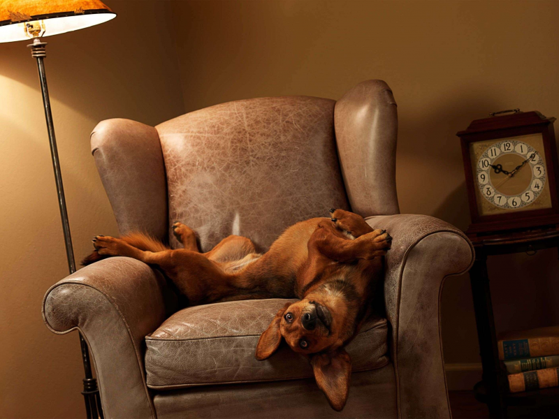 кресло, часы, Собака