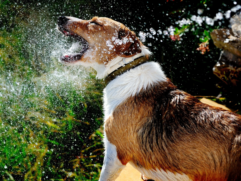 вода, Собака, лето, брызги