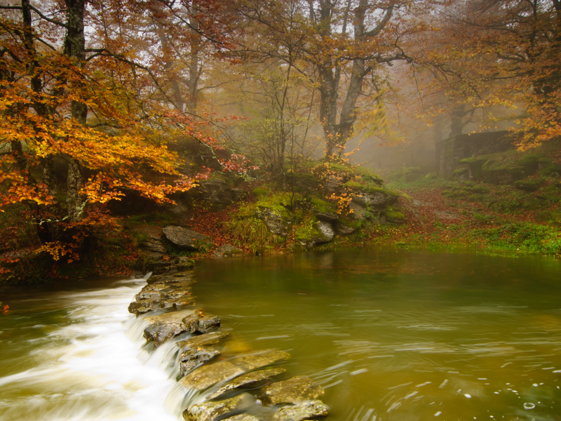 осень, деревья, Река