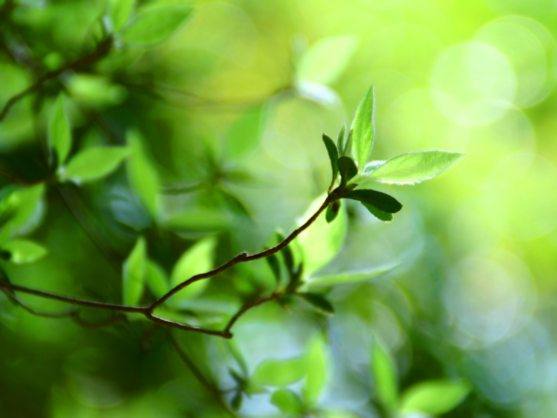 Боке обои, green leaves, bokeh wallpapers, macro bokeh, green leaf, зелень, plant