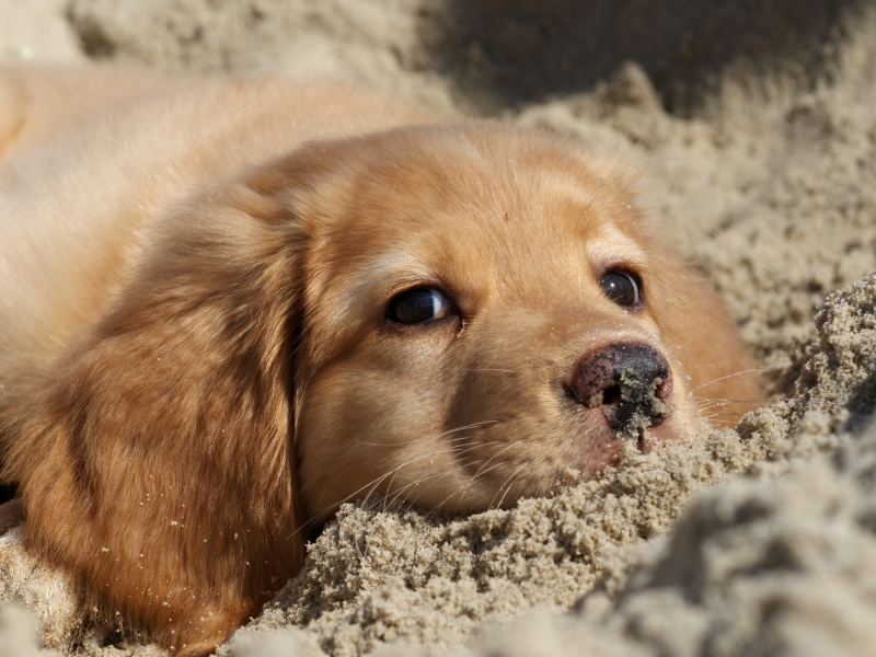 Собака, природа, песок