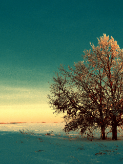 снег, поле, иней, деревья, Зима, осенняя листва, рассвет