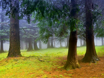 туман, лес, утро, дымка, деревья