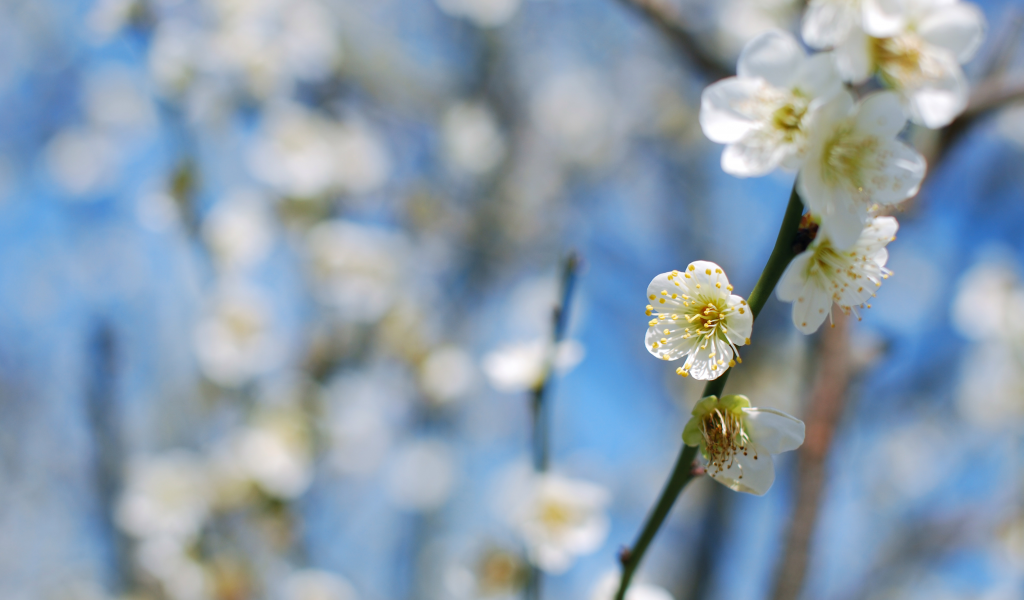 cлива, ветки, plum blossom, дерево, цветение