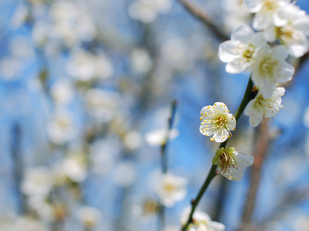 cлива, ветки, plum blossom, дерево, цветение