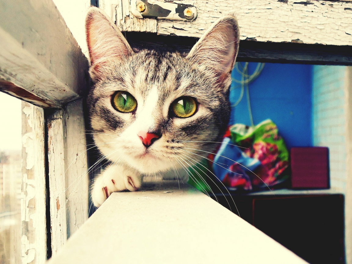 глаза, балкон, кошка