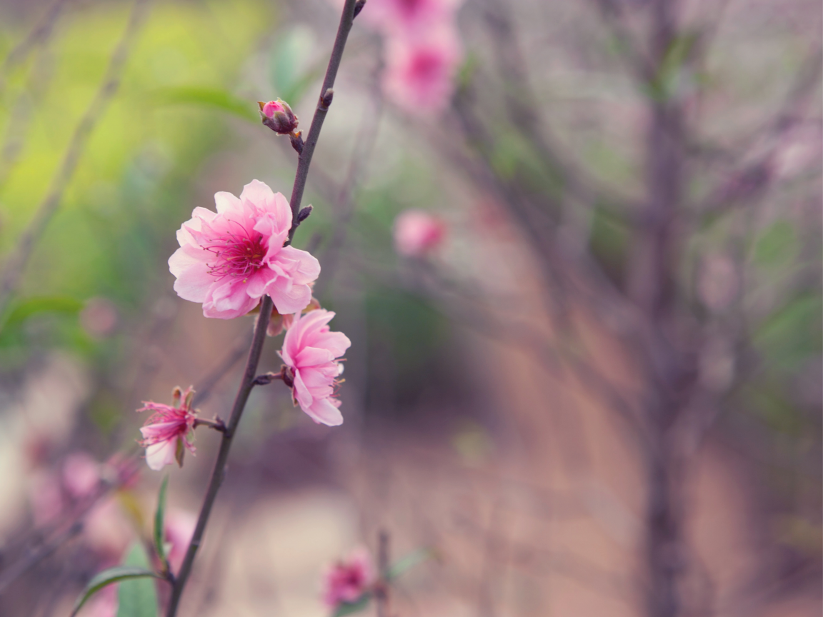 весна, сакура, дерево, япония, веточка