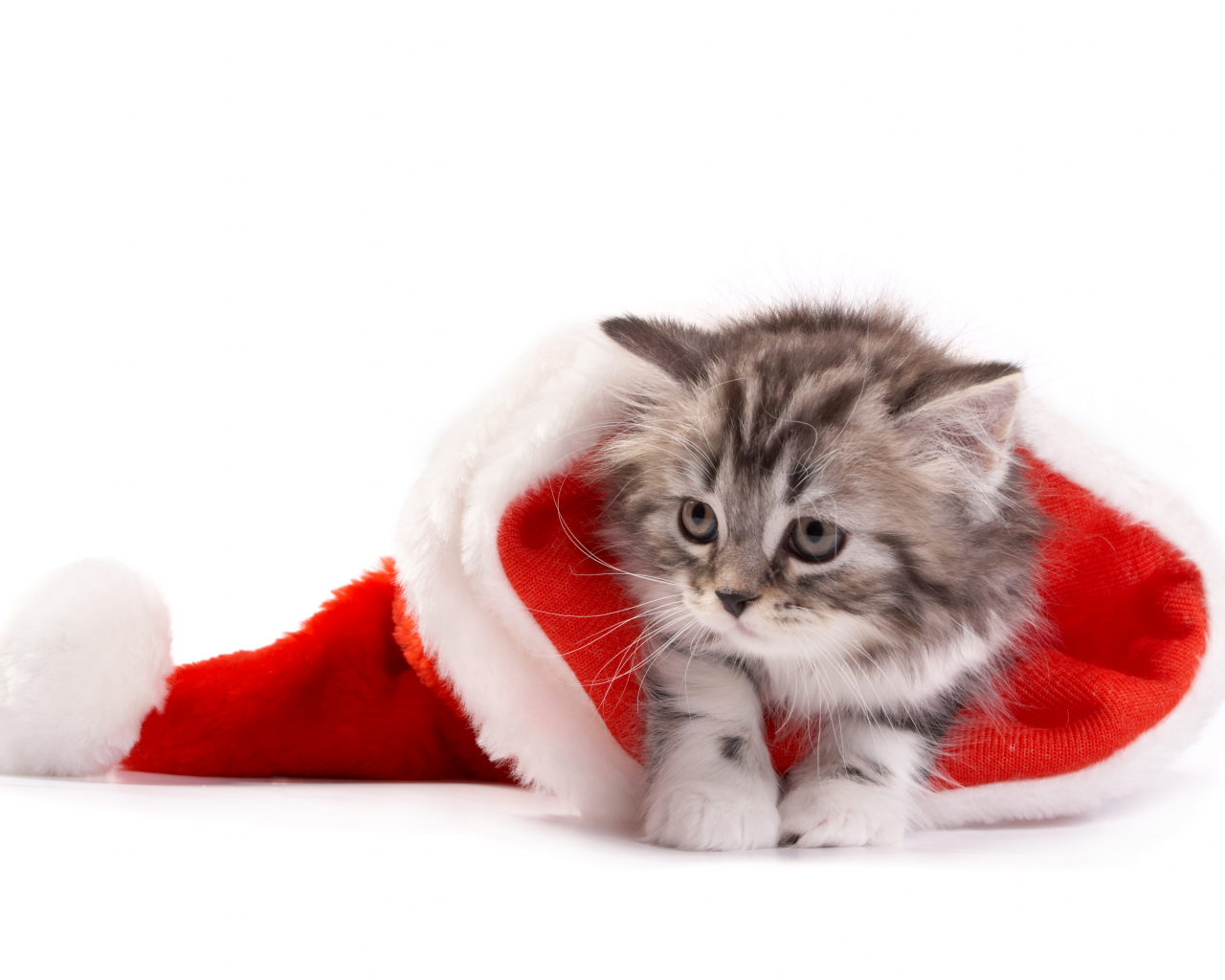 christmas, santa hat, cat, рождество, new year