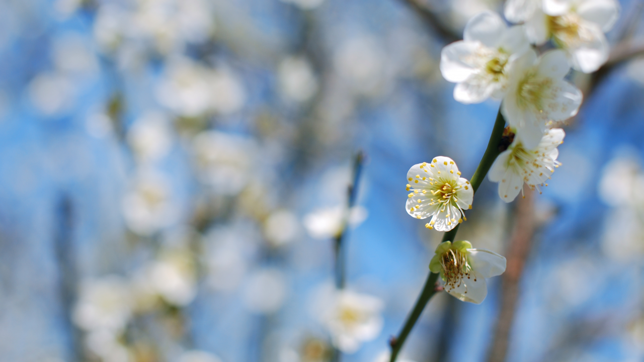 cлива, ветки, plum blossom, дерево, цветение