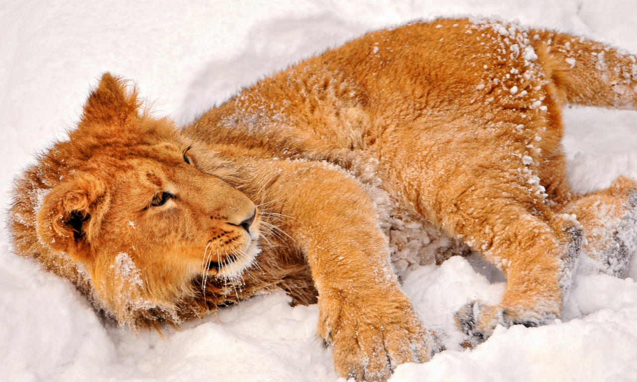 лежит, львенок, в снегу, смотрит