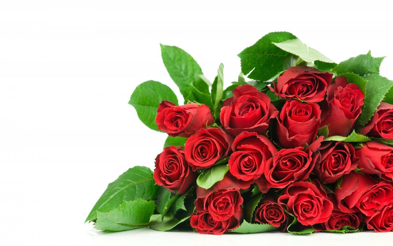 rose, roses, red roses, cool, bouquet, flower, beautiful, flowers