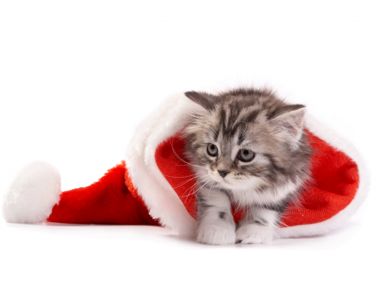 christmas, santa hat, cat, рождество, new year