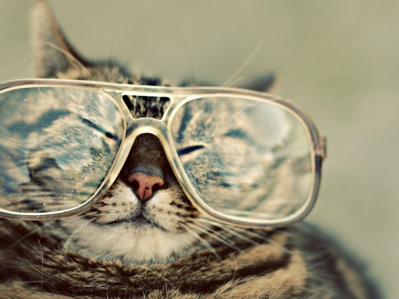 очки, носик, кот, щурится