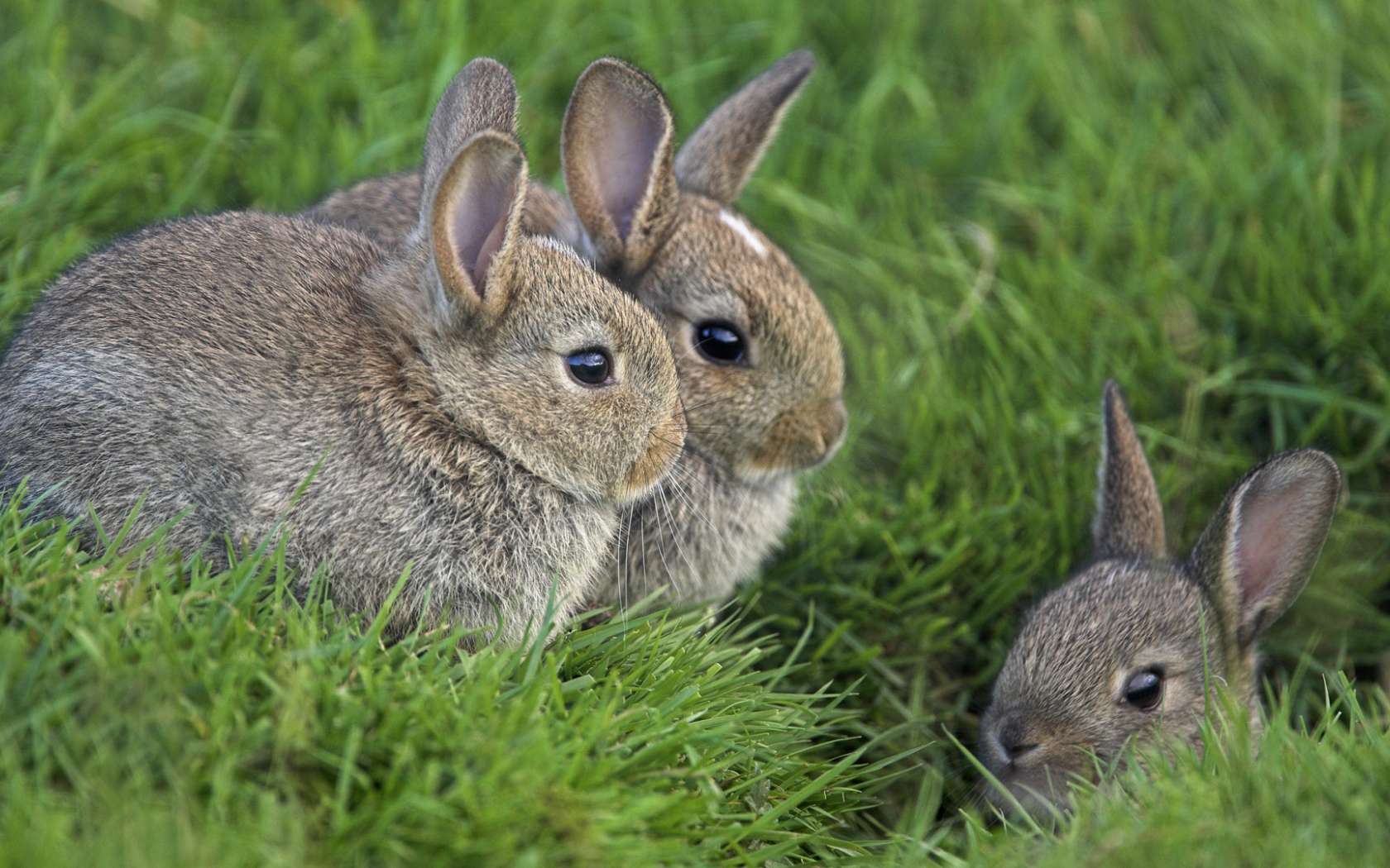 кролики, трава, глаза