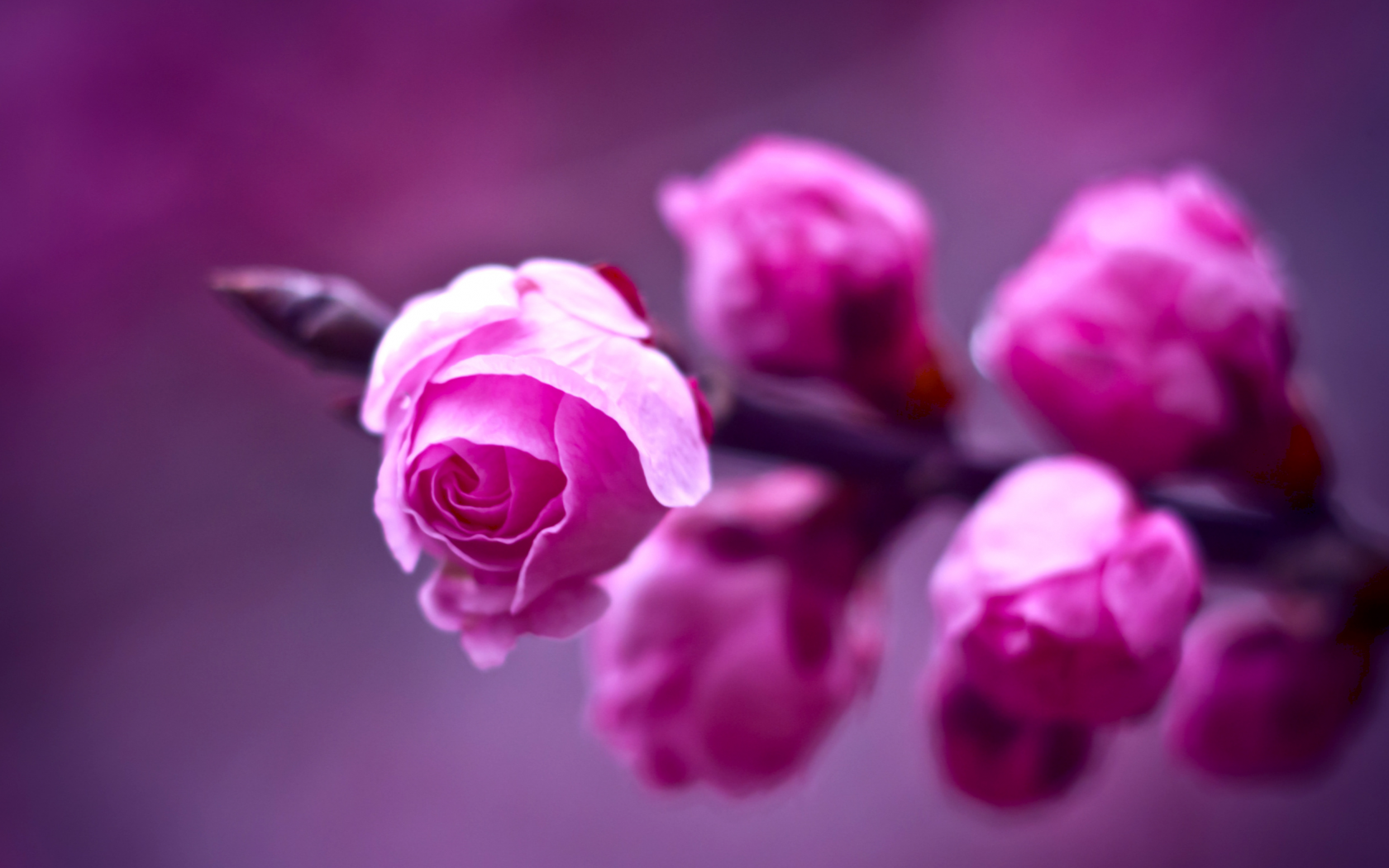 фиолетовый, розовые, ветка, розы, фон