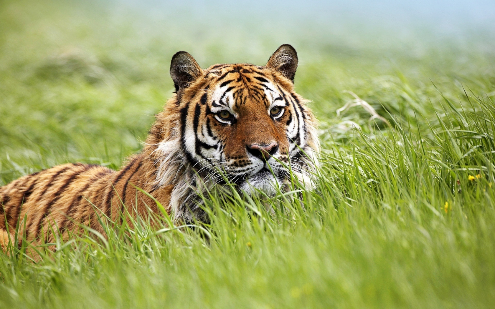хищник, тигр, трава
