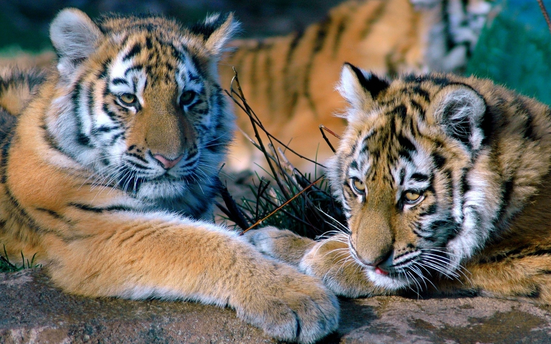 тигры, взгляд, лежат