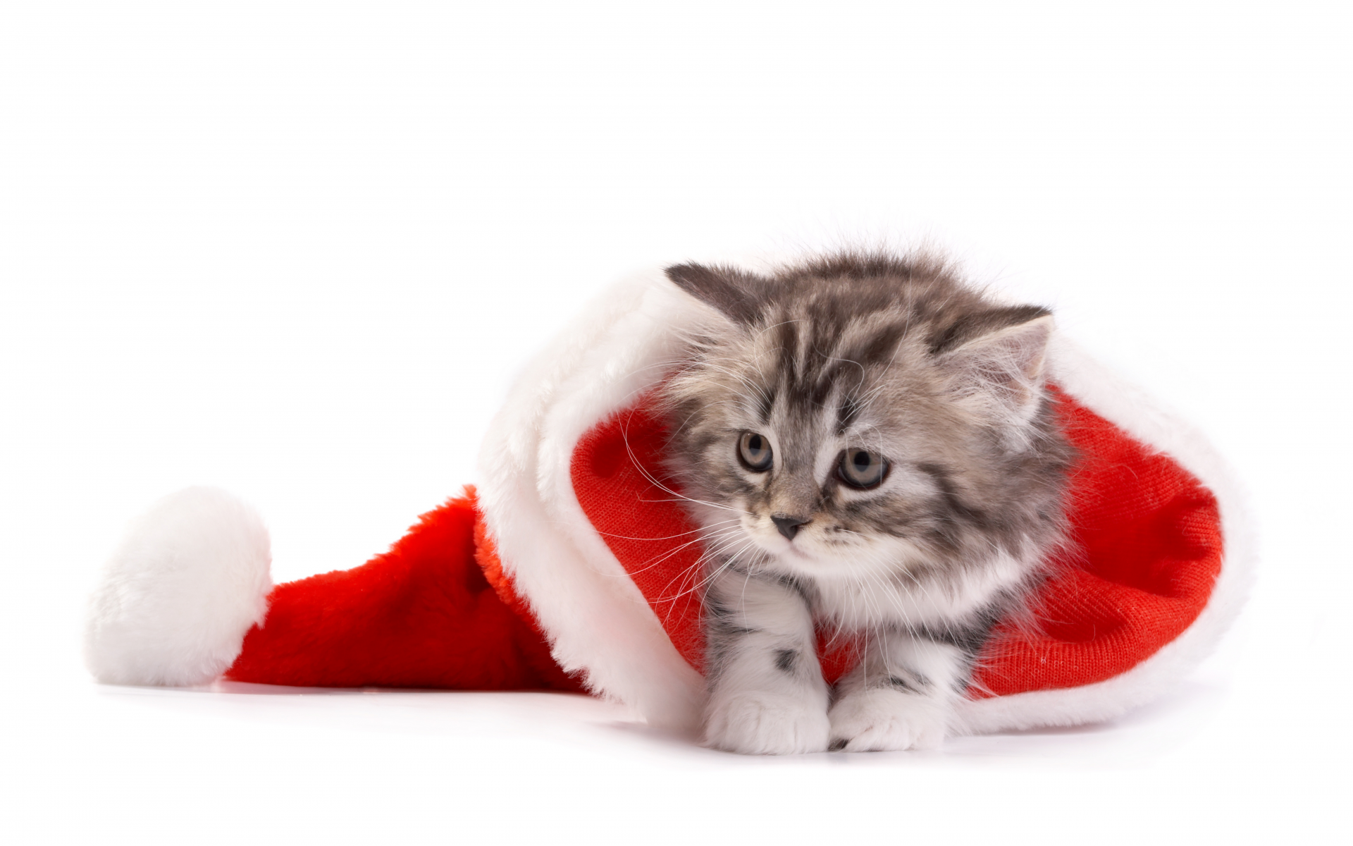 christmas, santa hat, cat, рождество, new year