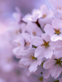 цветение, сиреневый, дерево, весна