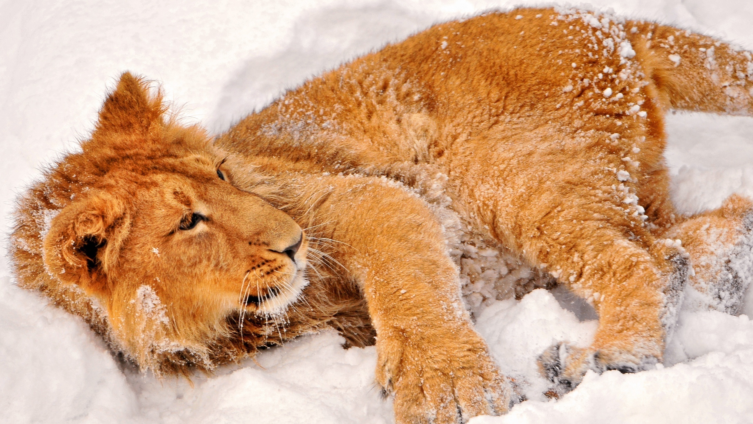 лежит, львенок, в снегу, смотрит