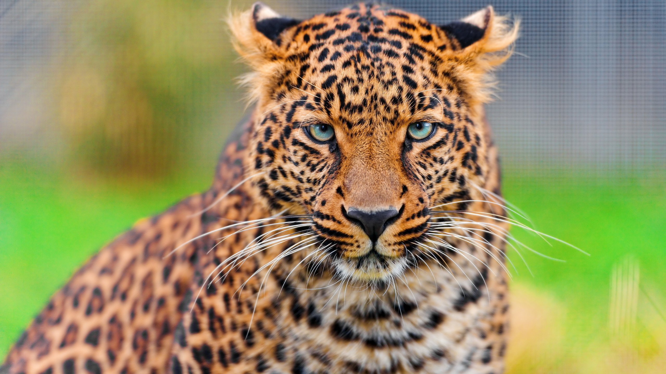 леопард, leopard, panthera pardus, морда, усы