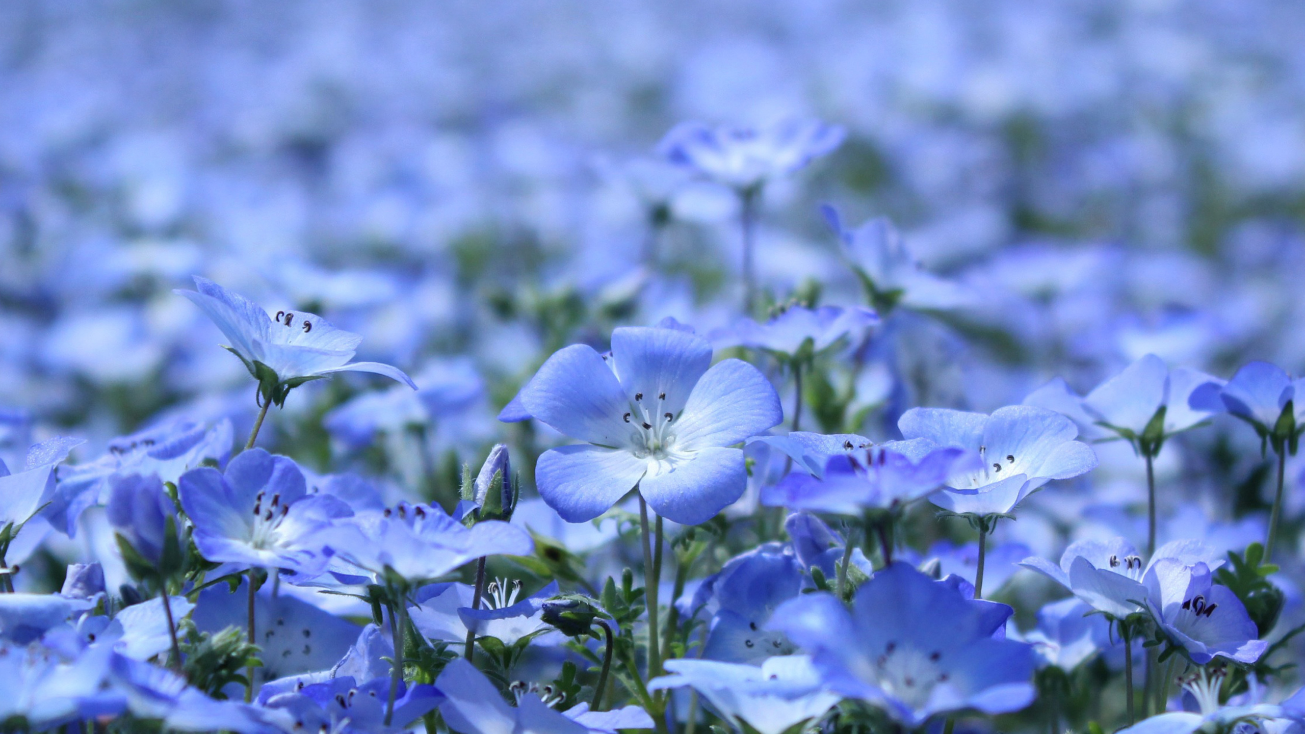 лен, цветы, лепестки, голубые