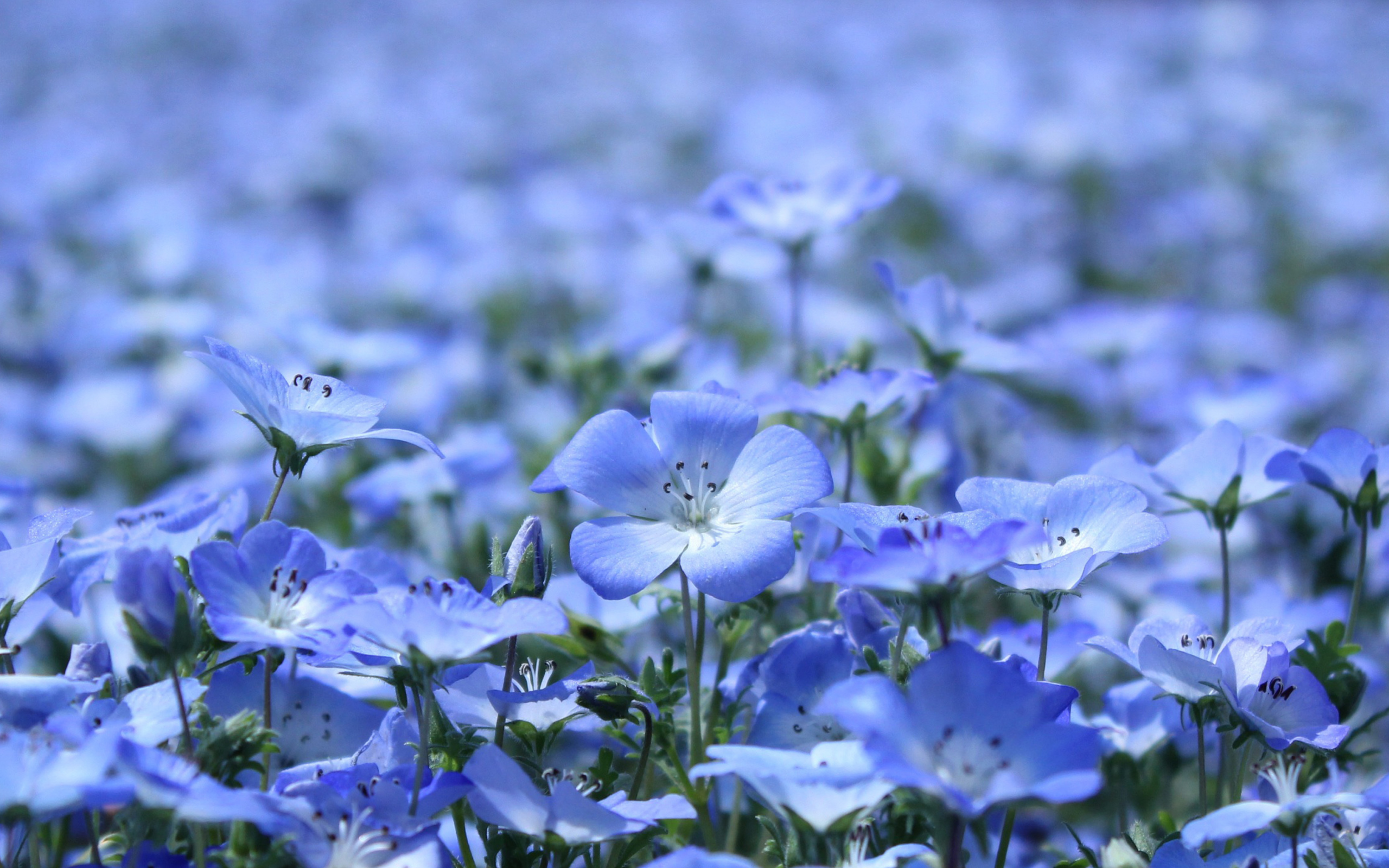 лен, цветы, лепестки, голубые