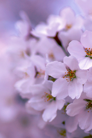 цветение, сиреневый, дерево, весна