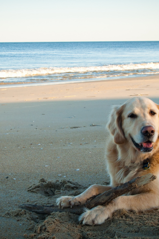 пляж, собака, море