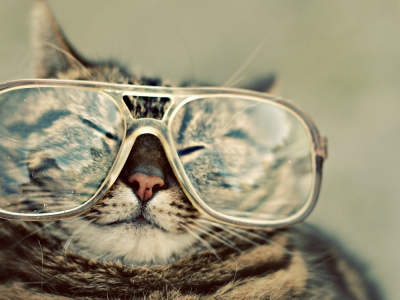 очки, носик, кот, щурится