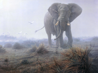 слон, трава, птицы., туман
