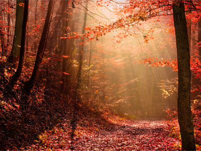 осень, свет, лес, природа