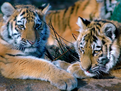 тигры, взгляд, лежат