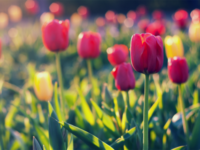 красные, yellow, tulips, тюльпаны, field, red