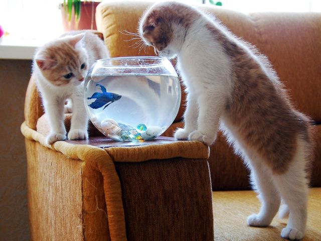котята, аквариум, рыбка
