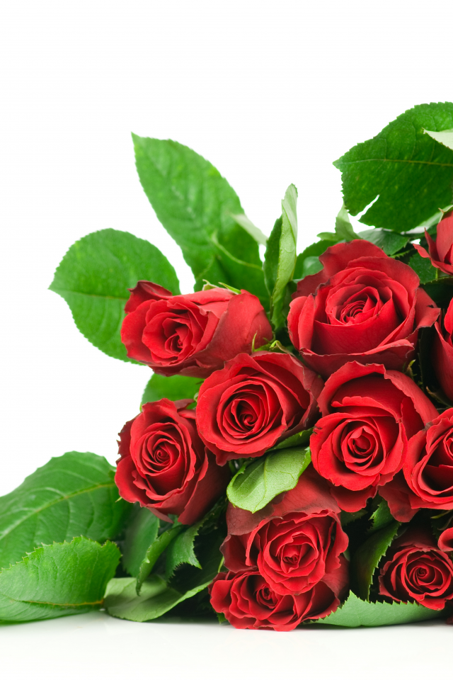 rose, roses, red roses, cool, bouquet, flower, beautiful, flowers