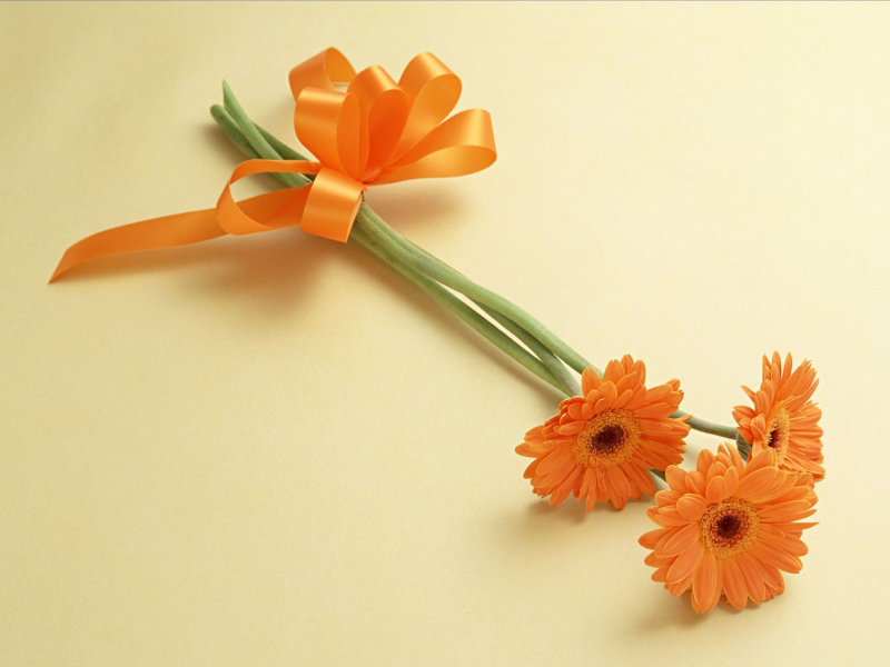 цветы, оранжевый, герберы, бантик
