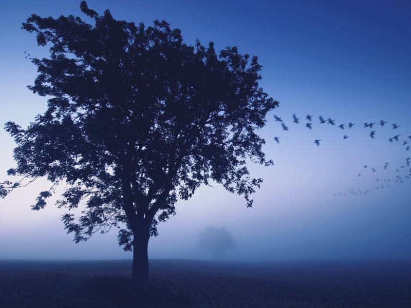 туман, дерево, птицы