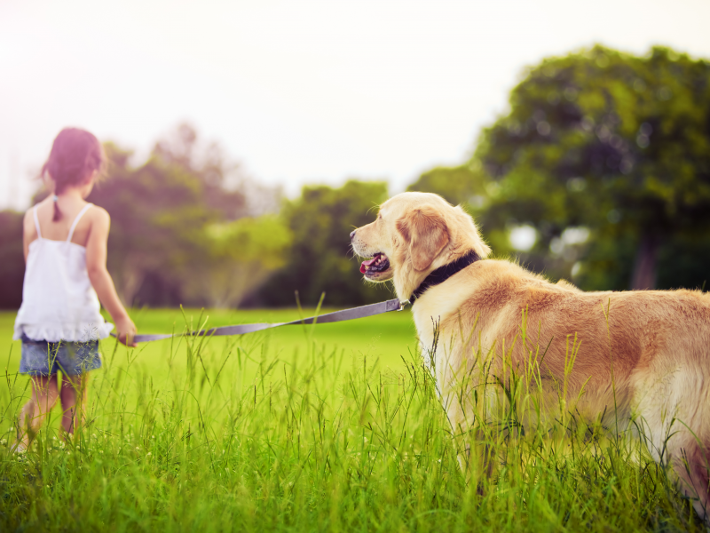 pet, grass, trees, sadness, child, dog, ghildre, sad little girl