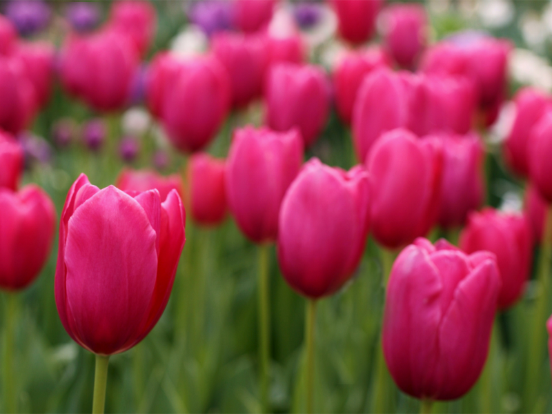 tulips, field, розовые, лепестки, тюльпаны