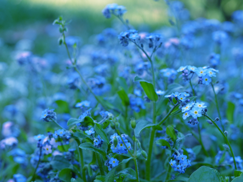 цветы, синие, незабудки, голубые