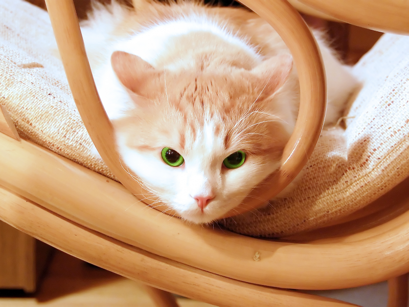 green, кошка, beautiful, cat, chair, kitty, kitten, eyes