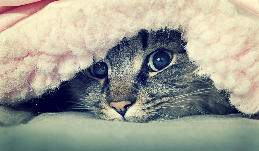 взгляд, животные, кот под одеялом